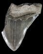 Partial, Serrated Megalodon Tooth - Georgia #41577-1